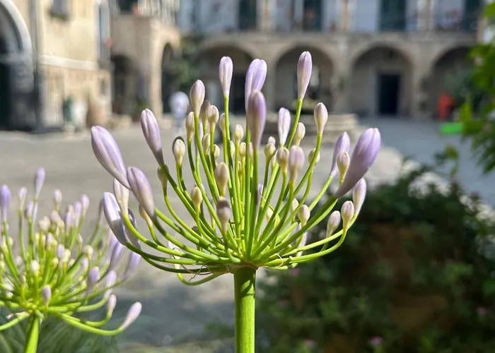 Palazzo Capece